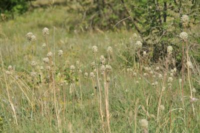 Прикрепленное изображение: IMGP6550.jpg